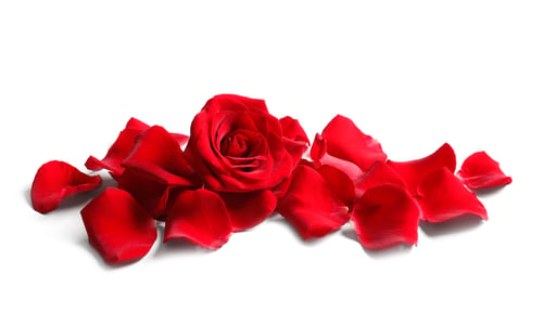 Vorschau: Schöne rote Rosenblüte und Blütenblätter auf weißem Hintergrund