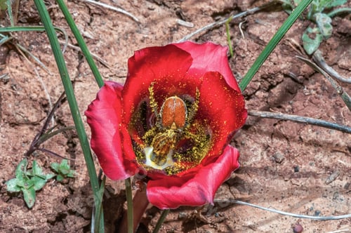 Preview: Harold-Porter monkey beetle covered with pollen inside a karoosatynblom