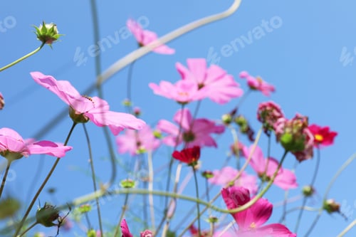 Preview: Beautiful cosmos flowers against blue sky. Meadow plant