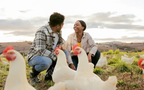 Preview: Farming, poultry and people with chicken outdoors doing check and feeding livestock. Agriculture, s