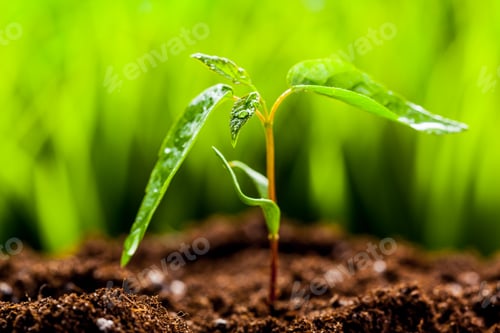 Preview: New life. Young sprout in springtime,Closeup.