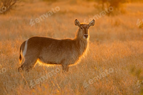 Preview: Backlit female waterbuck antelope