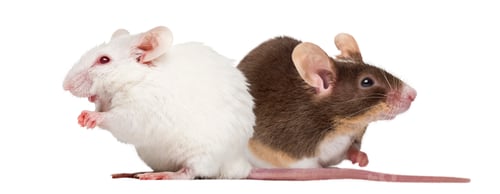 Preview: Albino white mouse and Common house mouse isolated on white