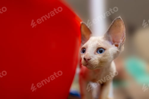 Preview: cute devon rex kitten with big ears and blue eyes peeking out