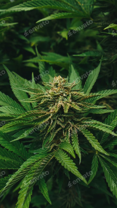 Preview: Marihuana plant close up details of flower