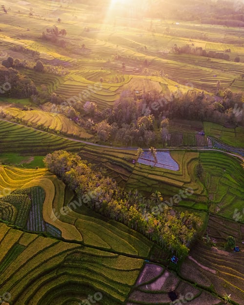 Preview: Beautiful morning view indonesia Panorama Landscape paddy fields with beauty color and sky natural