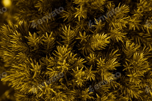 Preview: yellow juniper twigs with an interesting texture