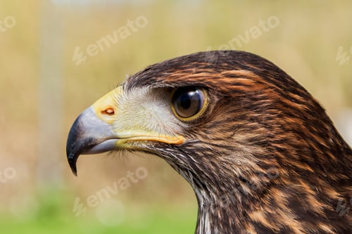Preview: Closeup shot of the fierce eagle with brown and black patterns