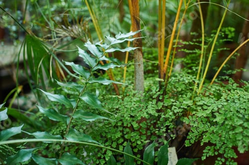 Vista previa: green palm foliage background, tropical jungle leaves