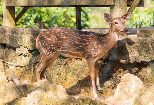 Preview: young sika deer
