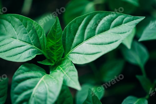 Preview: Green Sprout With Leaf, Leaves Growing. Spring Concept Of New Li