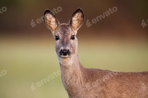 Preview: Close-up of roe deer, capreolus capreolus, doe in spring with burred background