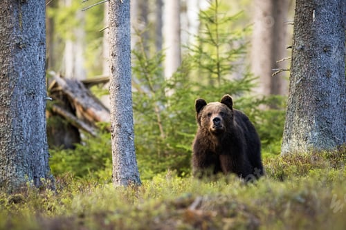 Preview: Majestic brown bear standing in mountain forest between blueberry bushes