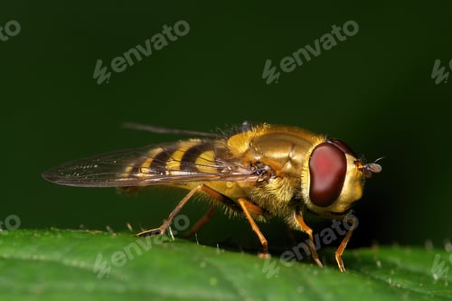 Preview: Closeup of Marmalade hoverfly on a plant in a garden