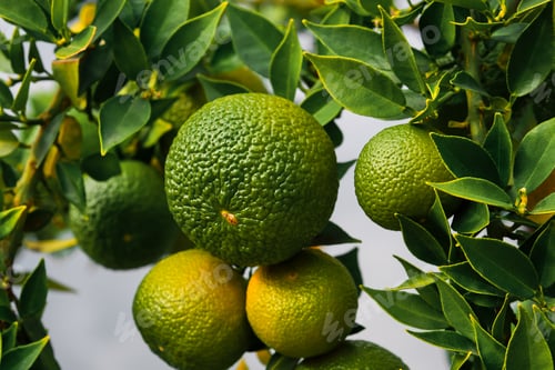 Preview: Green tangerines sing on a tree in the garden