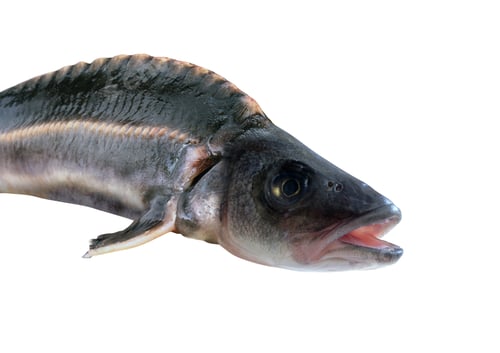 Preview: Fish isolated on white