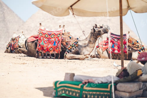Preview: Arabian camels against the background of pyramids. Giza, Egypt.
