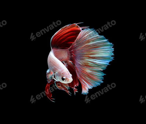 Preview: Betta fish, siamese fighting fish isolated on black background