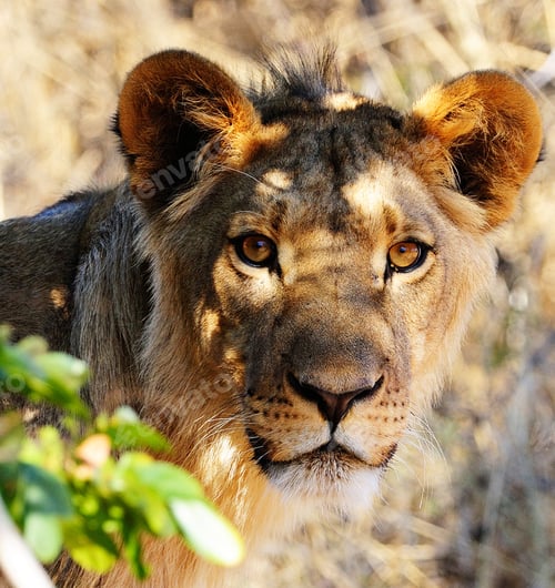 Preview: A Best wildlife tours in the world