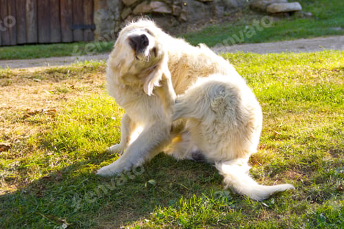 Preview: golden retriever, dog, pet, retriever