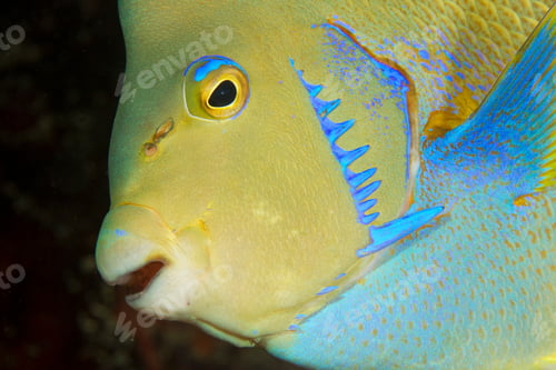 Preview: Closeup of a vibrant tropical fish in its underwater habitat.