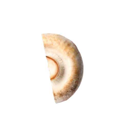 Preview: Piece of fresh mushroom on white background