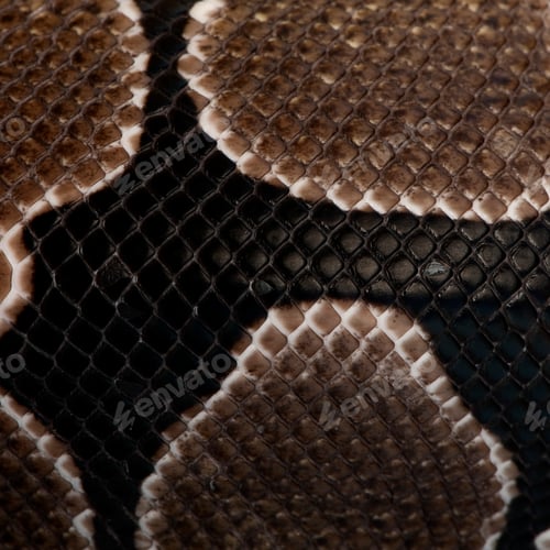 Preview: Close-up of Python regius snake scales