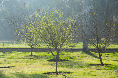 Preview: Tree in the garden at morning