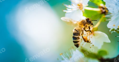 Preview: Closeup of a Honey Bee gathering nectar and spreading pollen on white flowers on cherry tree.