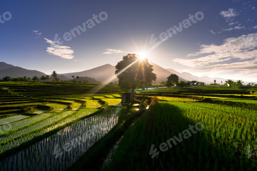 Preview: Beautiful morning view indonesia Panorama Landscape paddy fields