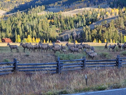Preview: a herd of elk walking through a lush green field next to a wooden fence