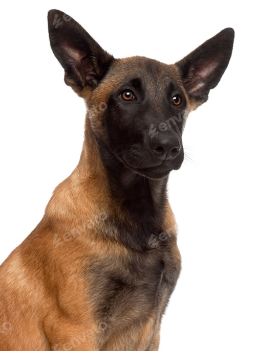 Preview: Close-up of Belgian Shepherd Dog, 4 months old, in front of white background