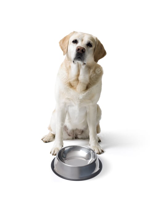 Preview: Beautiful Dog Sitting and Waiting Patiently by Bowl