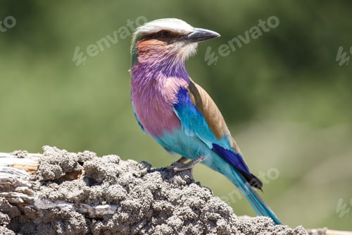 Preview: Lilac Breasted Roller - Chobe N.P. Botswana, Africa