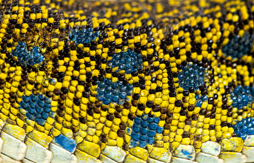 Preview: Close up view of an ocellated lizard skin showing the arrangement of its scales