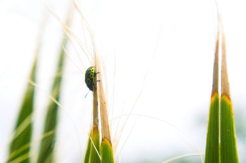 Preview: green ladybug insect
