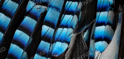 Preview: blue and black jay feathers. background or texture