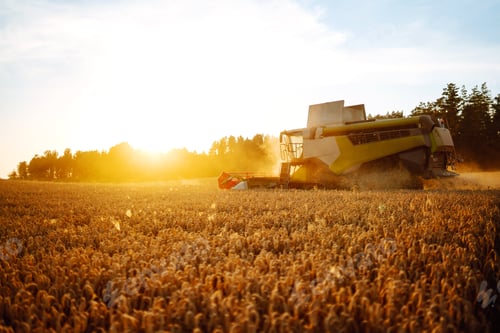 Preview: Modern industrial combine harvester harvests wheat cereals on a summer day. Rich harvest concept.