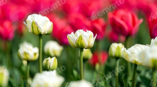 Preview: Spring fields of blooming tulip. Beauty outdoor scene