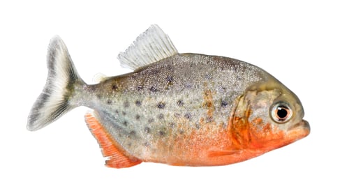Preview: side view on a Piranha fish - Serrasalmus nattereri