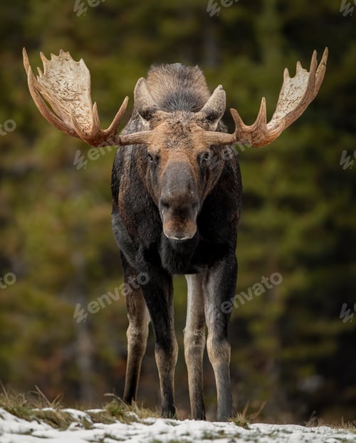 Preview: A Moose in Winter in Jasper National Park, Canada