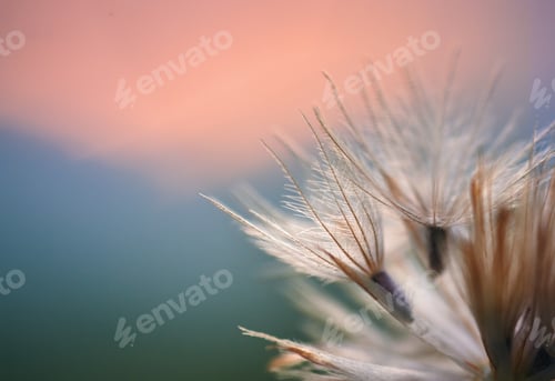 Preview: Close up of a dry dandelion