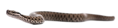 Preview: Common European adder or common European viper, Vipera berus, in front of white background