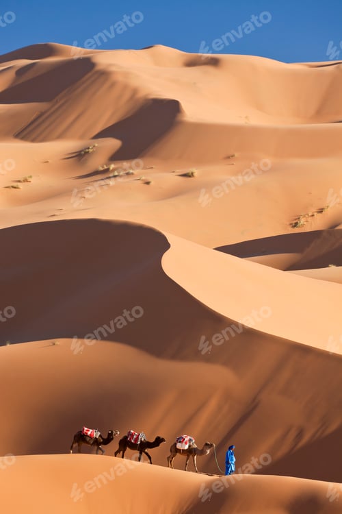Preview: Tuareg man leading camel train through the Sahara desert.