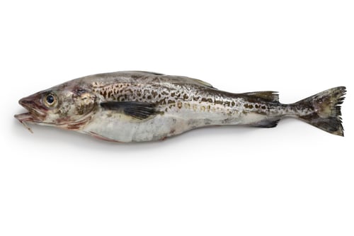Preview: Alaska pollock isolated on white background