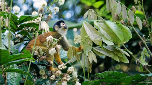 Preview: Squirrel monkey climbing branches in sierpe mangrove forest