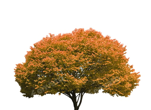 Preview: Tree isolated