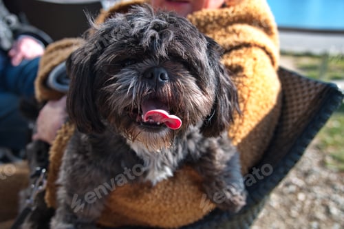Preview: Portrait of cute little Shih Tzu puppy holding by her owner
