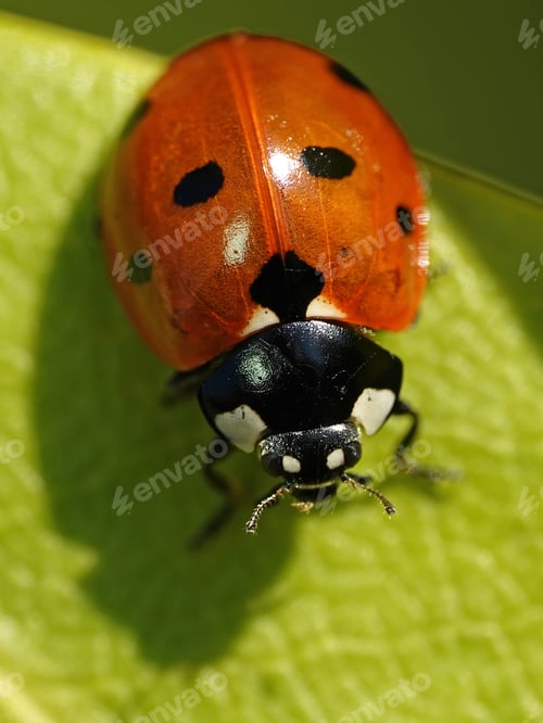 Preview: Seven-spot ladybird (Coccinella septempunctata)
