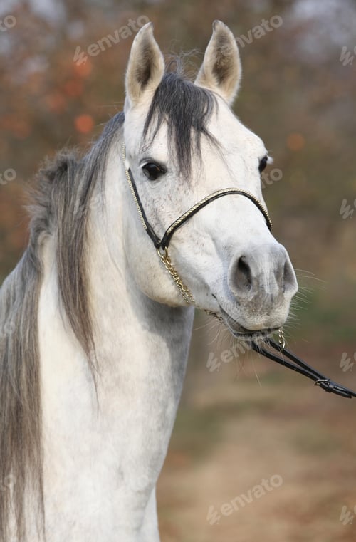 Preview: arabian, horse, mare, stallion, riding